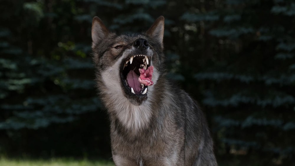 Kunsthalle Bremen: Wild! Kinder – Träume – Tiere – Kunst - Archiviert