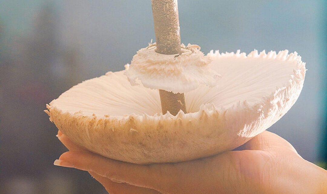 Tiroler Landestheater: Frau Luna - Archiviert