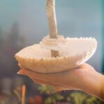 Tiroler Landestheater: Frau Luna