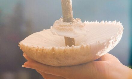 Tiroler Landestheater: Frau Luna - Archiviert