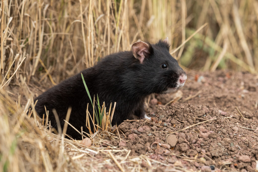 Schwarzer Feldhamster: Früher als Kulturfolger zu uns gekommen, mittlerweile eine gefährdete Art. Thüringen hat verhältnismäßig viele Hamster © Wolfgang Hock