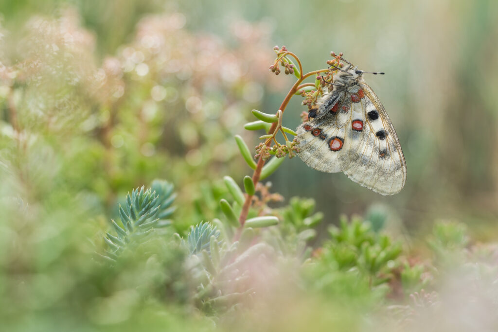 Apollofalter in Thüringen mittlerweile bereits ausgestorben, europaweit stark gefährdet © Wolfgang Hock