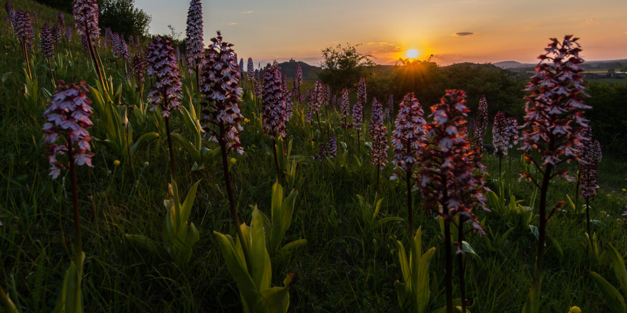 Friedenstein Stiftung Gotha im Herzoglichen Museum: S.O.S. Grünes Herz. Unsere Natur im Wandel - Archiviert