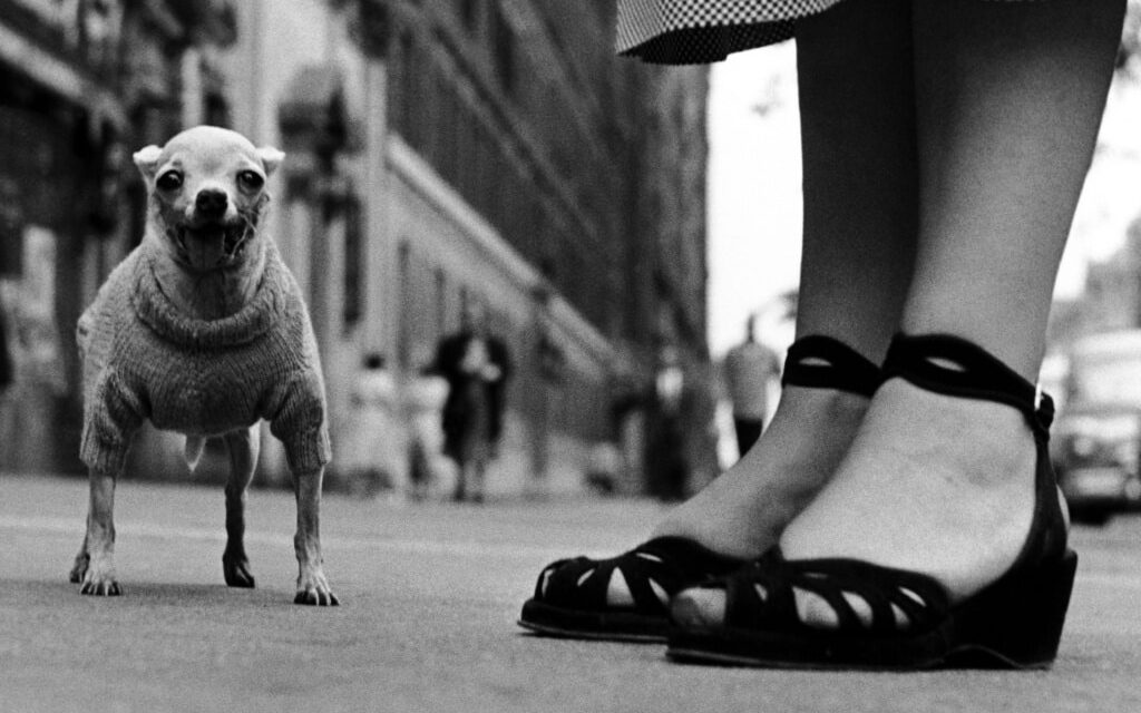 Städtische Galerie Karlsruhe: Elliott Erwitt. Vintages