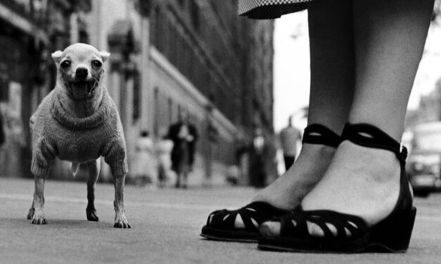 Städtische Galerie Karlsruhe: Elliott Erwitt. Vintages