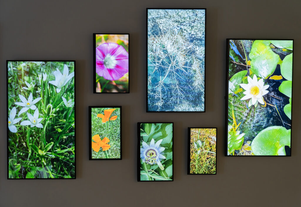 Anna Ridler, Circadian Bloom © Akbank Sanat, Anna Ridler & Nagel Draxler; Foto: Görsel Çözüm