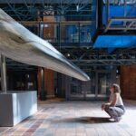 MEERESMUSEUM Stralsund: Vom Ursprung zur Vielfalt im Meer