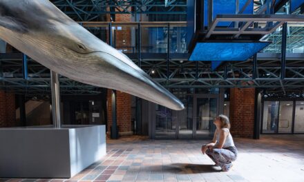 MEERESMUSEUM Stralsund: Vom Ursprung zur Vielfalt im Meer