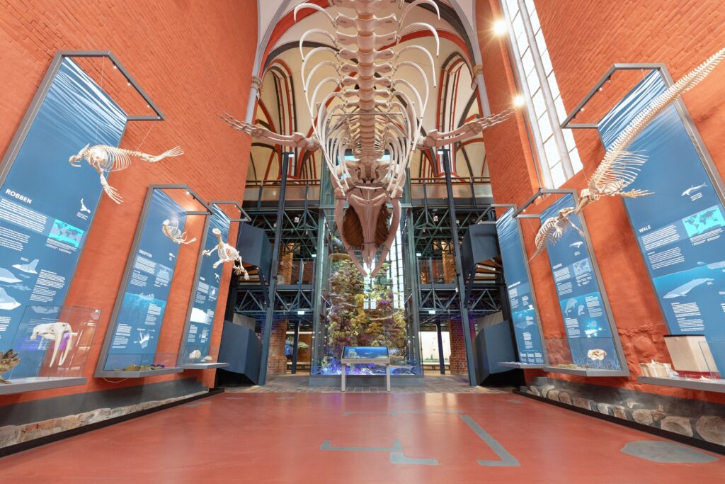 Im Chor der Katharinenhalle treffen Gäste auf das altbekannte Finnwalskelett, das von Skeletten weiterer Meeressäugetiere wie Eisbär, Seekuh, Seeotter und Robbe begleitet wird. Foto: Anke Neumeister/Deutsches Meeresmuseum